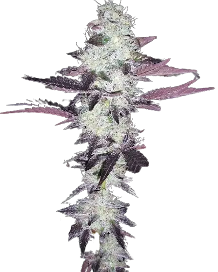 Purple Voodoo cannabis seeds packaging — Royal King Seeds Australia
