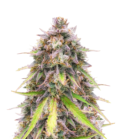 Purple Wreck cannabis seeds packaging — Royal King Seeds Australia