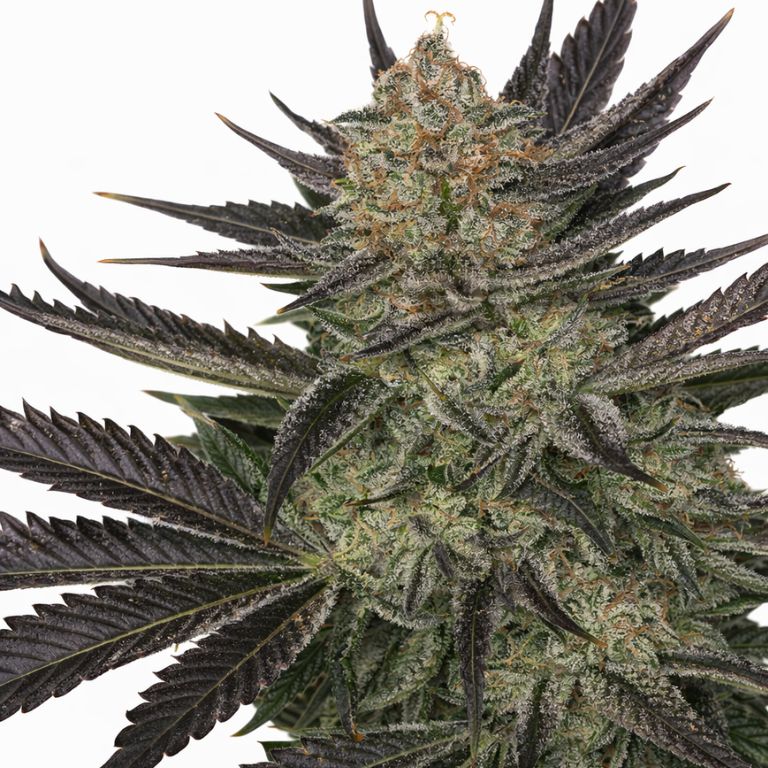 Qrazy Train cannabis seeds packaging — Royal King Seeds Australia