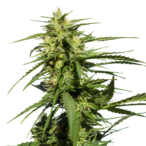 Querkle cannabis seeds packaging — Royal King Seeds Australia