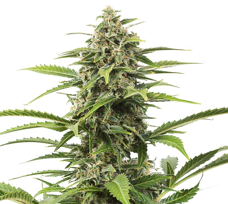 Queso cannabis seeds packaging — Royal King Seeds Australia