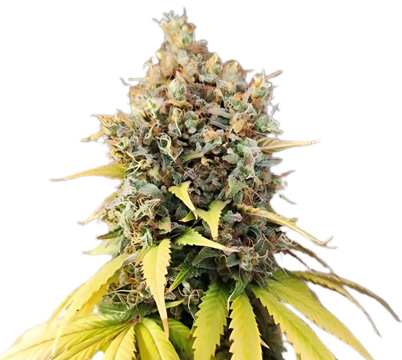 Quin-N-Tonic cannabis seeds packaging — Royal King Seeds Australia