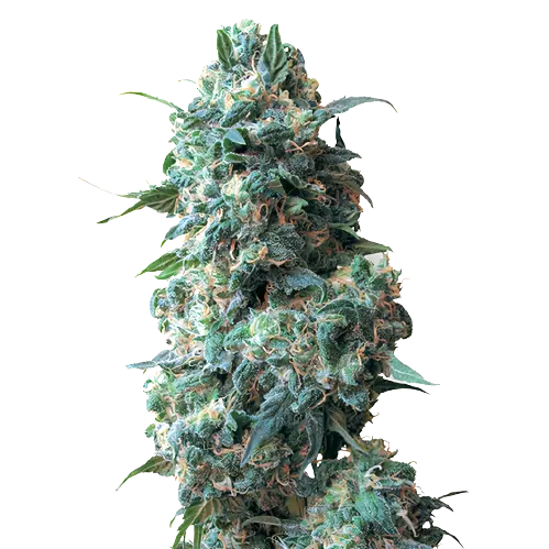 Qush cannabis seeds packaging — Royal King Seeds Australia
