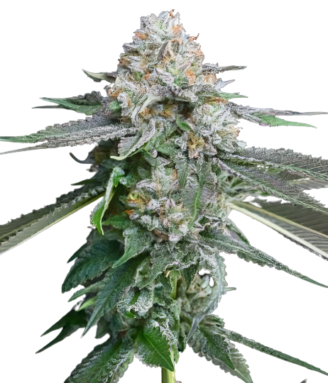 Race Fuel OG cannabis seeds packaging — Royal King Seeds Australia