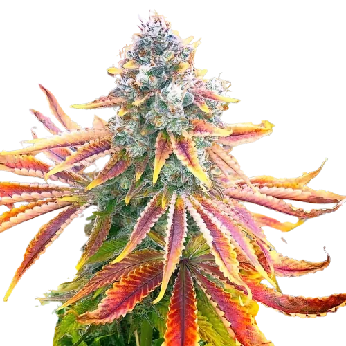 Rainbow cannabis seeds packaging — Royal King Seeds Australia