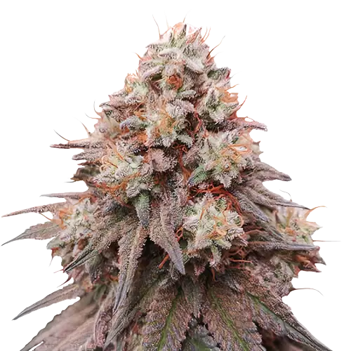 Rainbow Glue cannabis seeds packaging — Royal King Seeds Australia