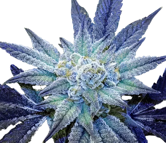 Rare Dankness #1 cannabis seeds packaging — Royal King Seeds Australia