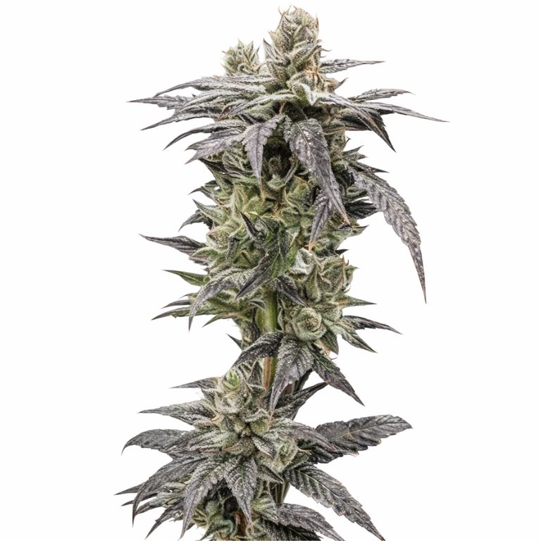 Rare Darkness cannabis seeds packaging — Royal King Seeds Australia
