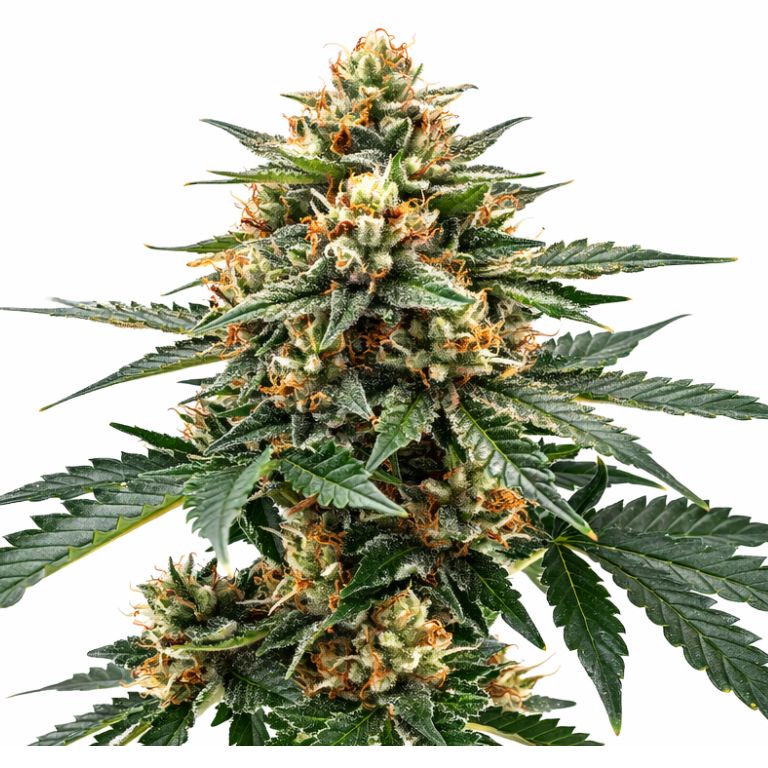 Raskal OG cannabis seeds packaging — Royal King Seeds Australia