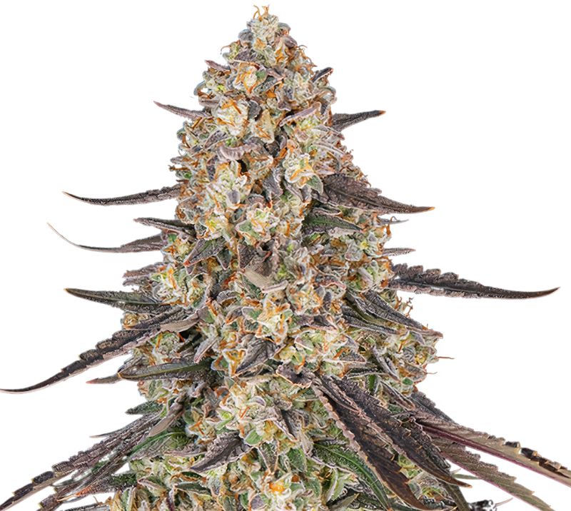 Raspberry Cough cannabis seeds packaging — Royal King Seeds Australia