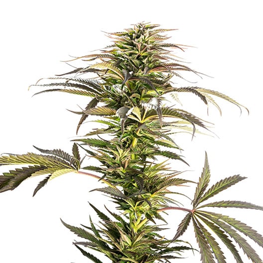 Ray Charles cannabis seeds packaging — Royal King Seeds Australia