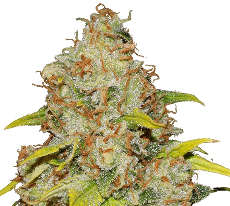 Reclining Buddha cannabis seeds packaging — Royal King Seeds Australia