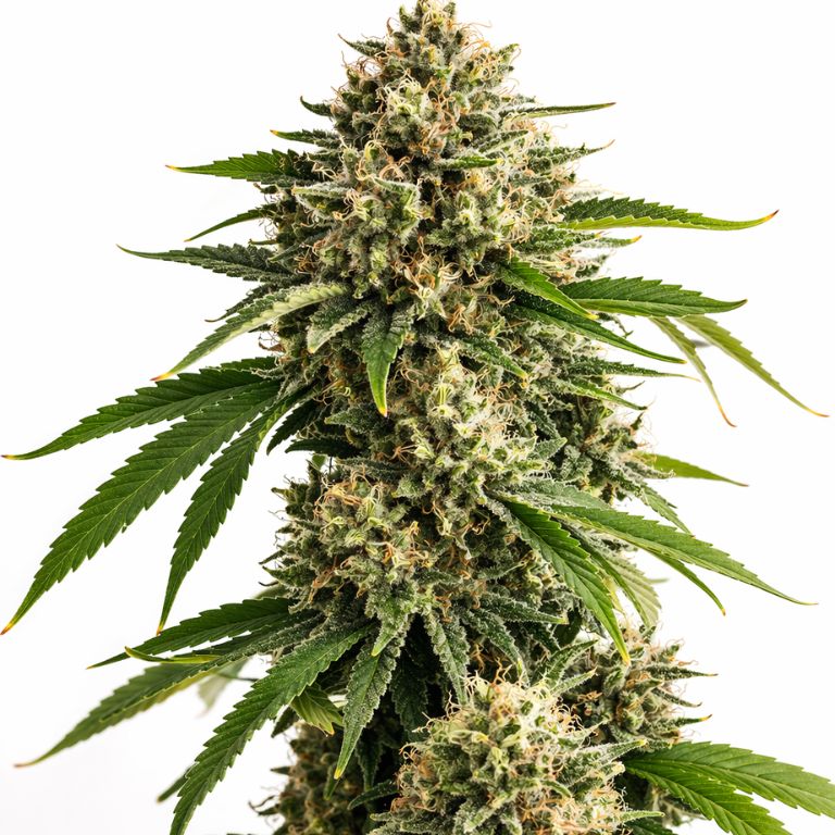 Recon cannabis seeds packaging — Royal King Seeds Australia