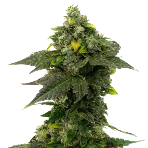Red Bruce cannabis seeds packaging — Royal King Seeds Australia