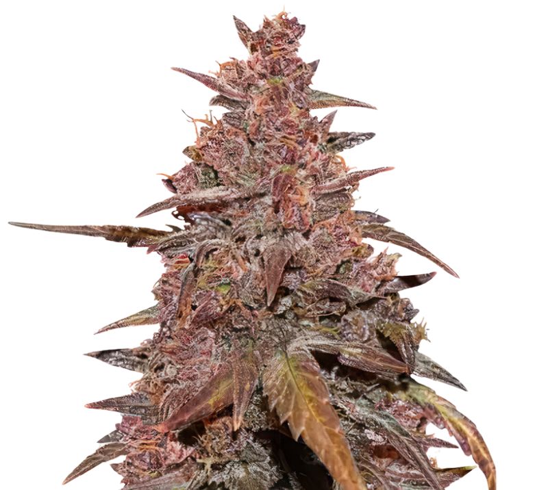 Red Congolese cannabis seeds packaging — Royal King Seeds Australia
