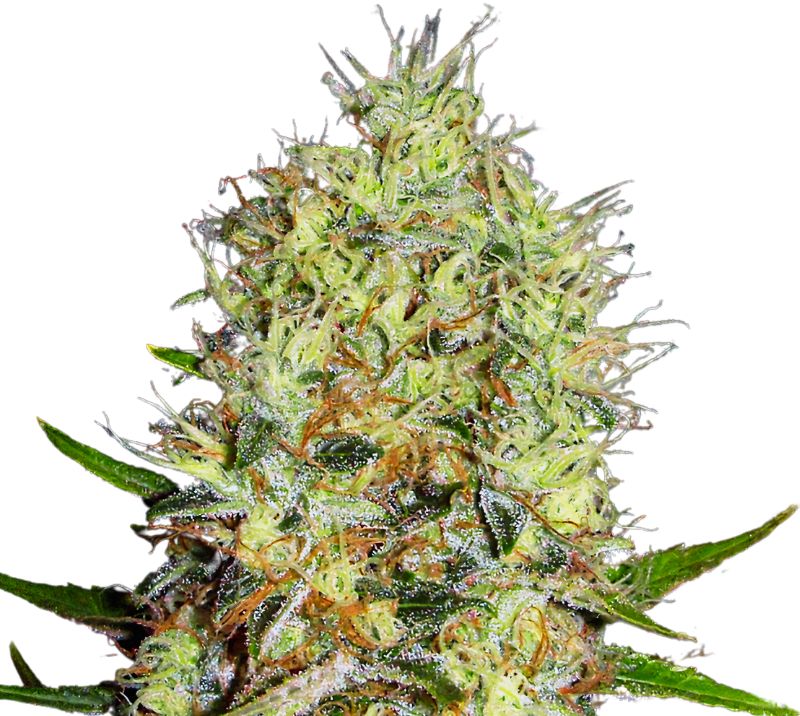 Red Dwarf Feminized