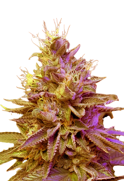 Redwood Kush cannabis seeds packaging — Royal King Seeds Australia