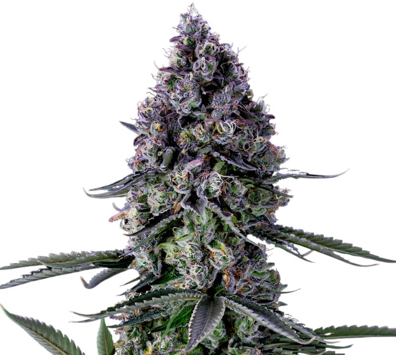 Remedy cannabis seeds packaging — Royal King Seeds Australia