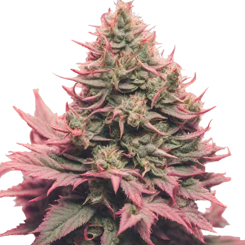 Remo Chemo cannabis seeds packaging — Royal King Seeds Australia