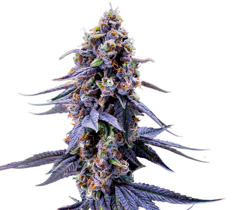 Rene Mist cannabis seeds packaging — Royal King Seeds Australia