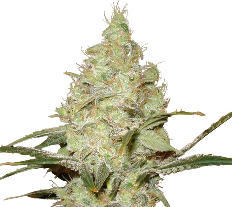 Reserve L.A.K. Federal cannabis seeds packaging — Royal King Seeds Australia