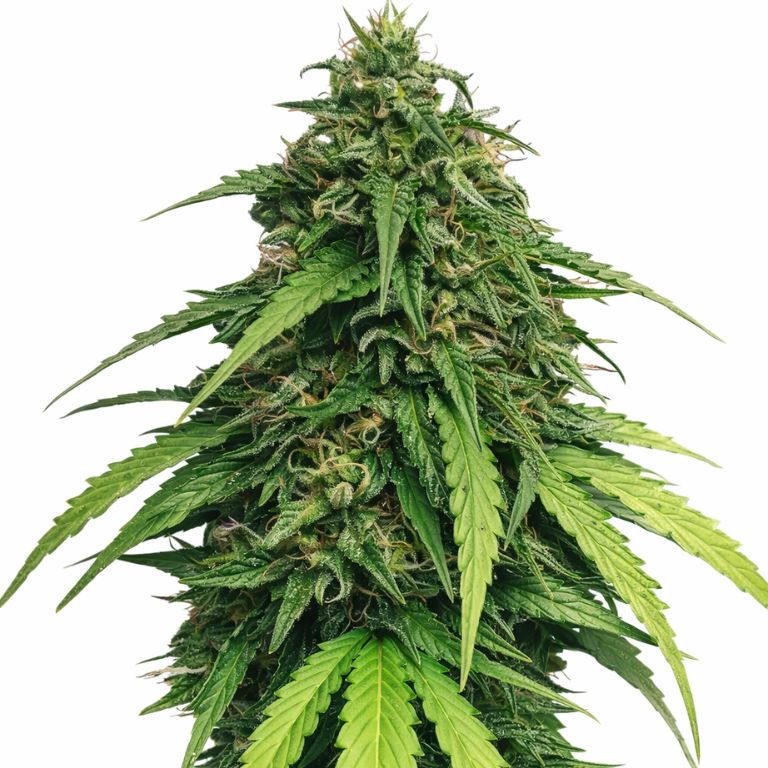 Ringos Gift CBD cannabis seeds packaging — Royal King Seeds Australia