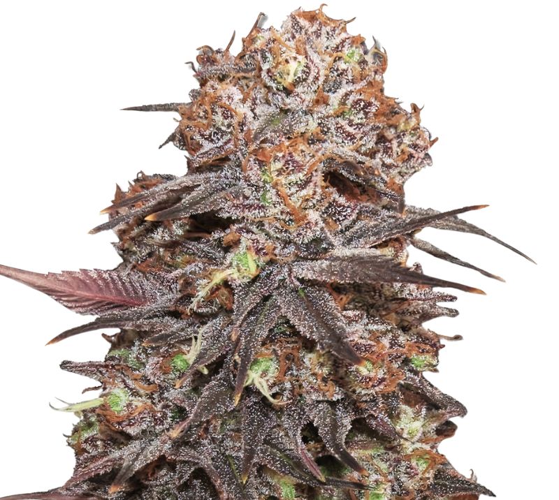 Rip City Purps cannabis seeds packaging — Royal King Seeds Australia