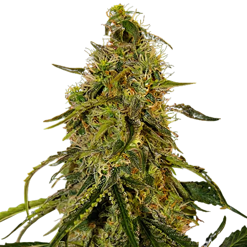 Rob Ford Kush cannabis seeds packaging — Royal King Seeds Australia
