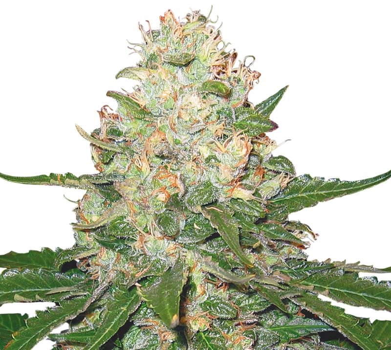 Rocklock cannabis seeds packaging — Royal King Seeds Australia
