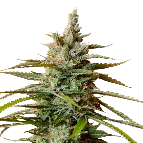 Rockstar cannabis seeds packaging — Royal King Seeds Australia