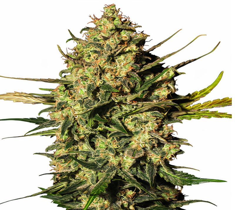 Rockstar Kush cannabis seeds packaging — Royal King Seeds Australia