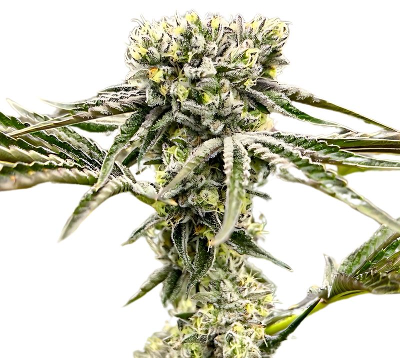 Rocky Mountain Blueberry cannabis seeds packaging — Royal King Seeds Australia