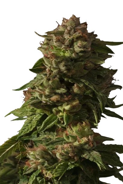 Rollex OG Kush cannabis seeds packaging — Royal King Seeds Australia