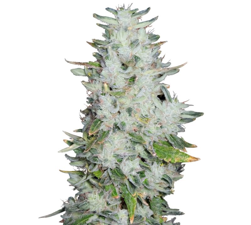 Romulan cannabis seeds packaging — Royal King Seeds Australia