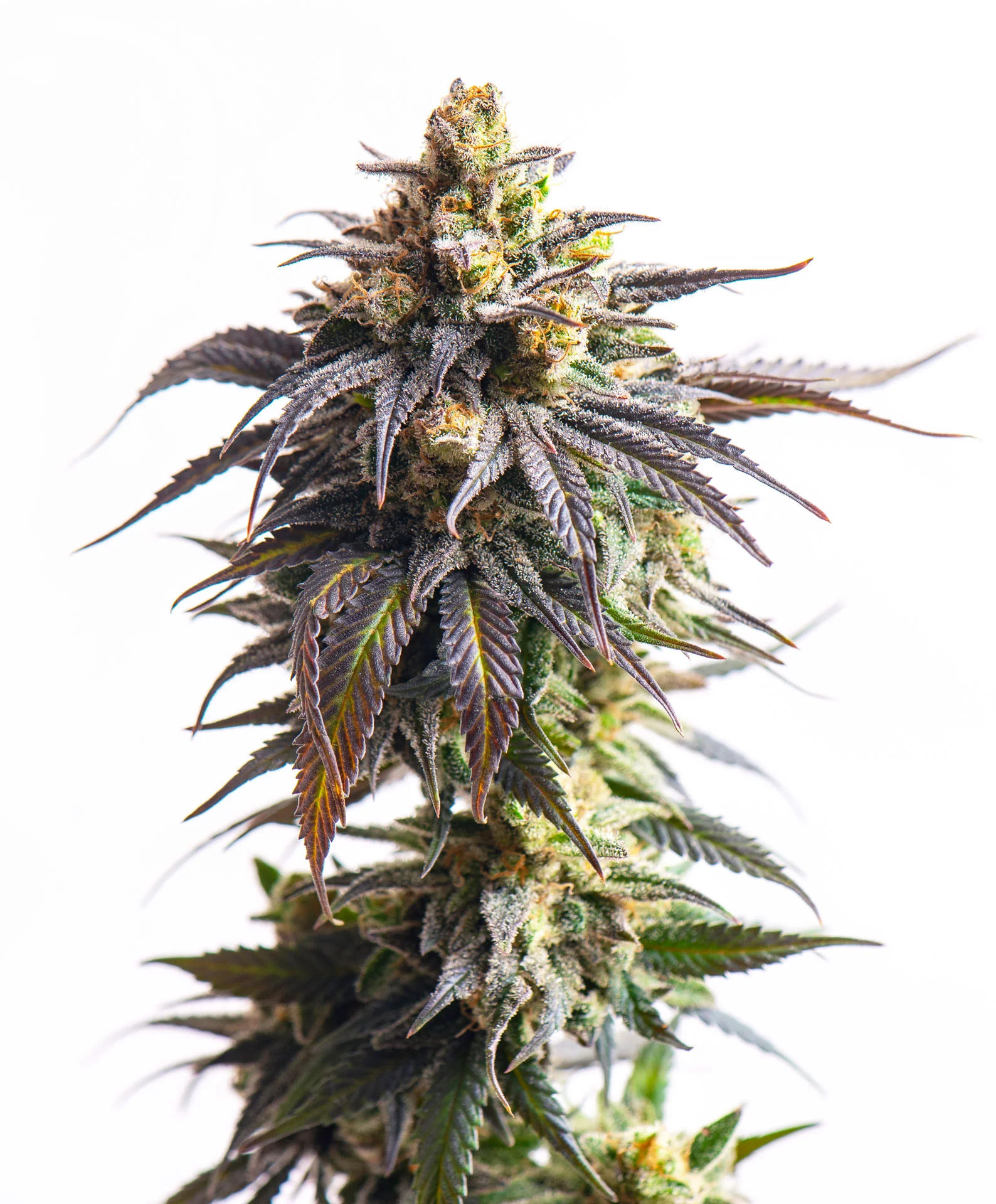 Romulan Haze cannabis seeds packaging — Royal King Seeds Australia