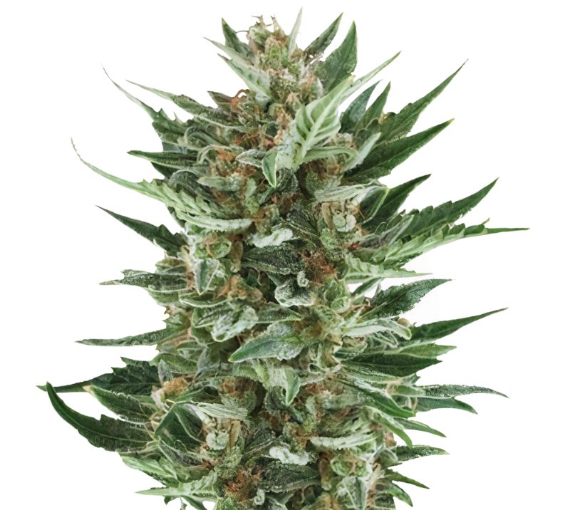 Royal Cheese cannabis seeds packaging — Royal King Seeds Australia