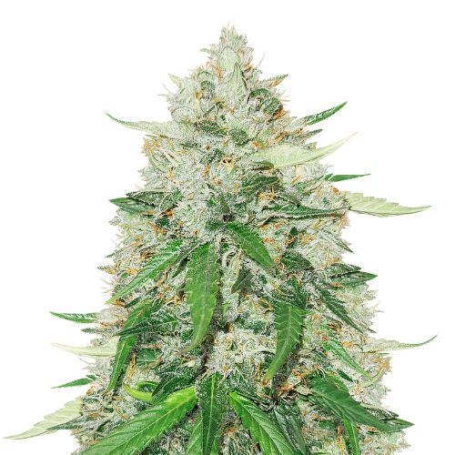 Royal Gorilla cannabis seeds packaging — Royal King Seeds Australia
