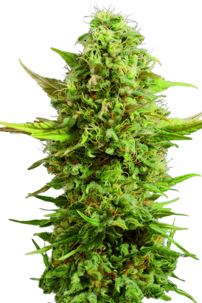 Royal Kush cannabis seeds packaging — Royal King Seeds Australia