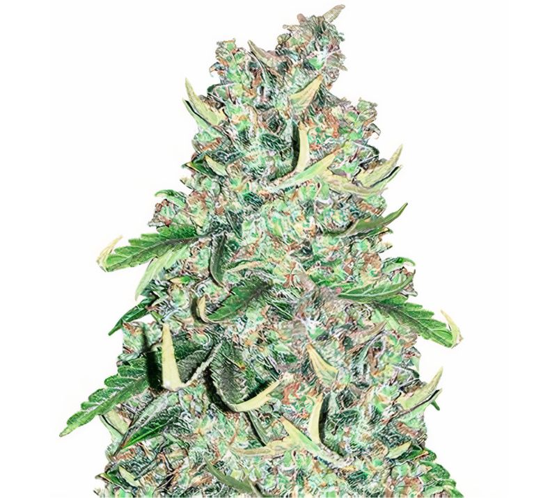 Royal Medic cannabis seeds packaging — Royal King Seeds Australia