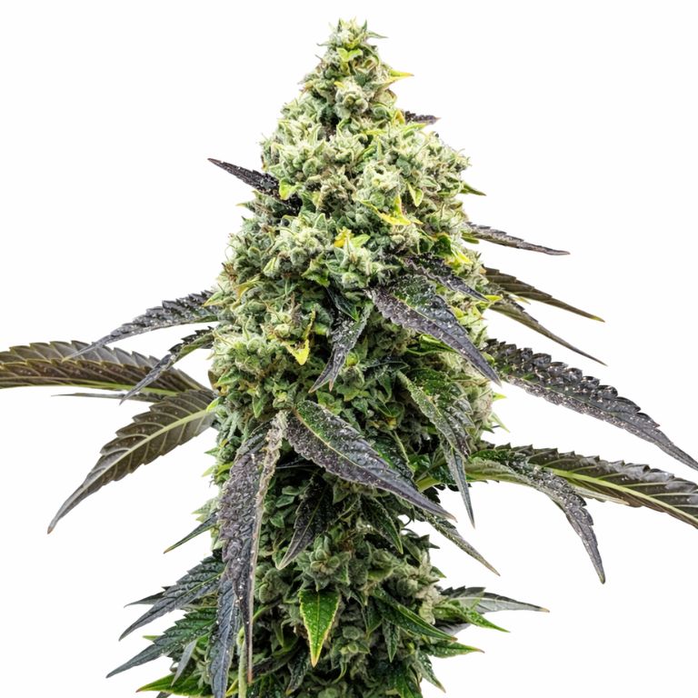 RS11 cannabis seeds packaging — Royal King Seeds Australia