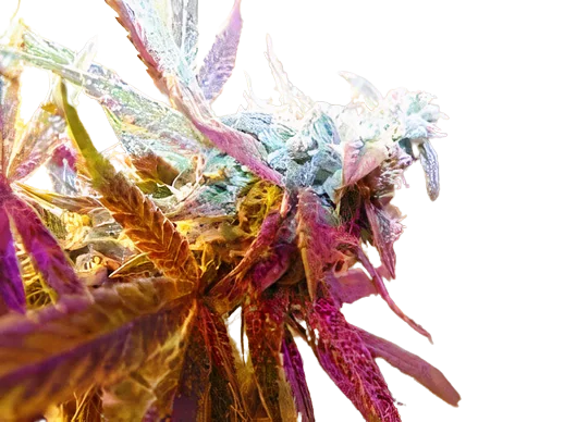 Rug Burn OG cannabis seeds packaging — Royal King Seeds Australia