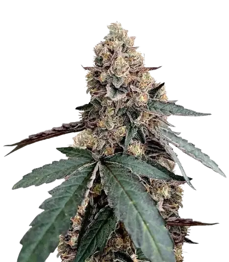 Runtz Muffin cannabis seeds packaging — Royal King Seeds Australia