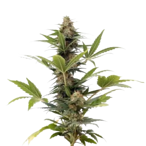 Russian Assassin cannabis seeds packaging — Royal King Seeds Australia