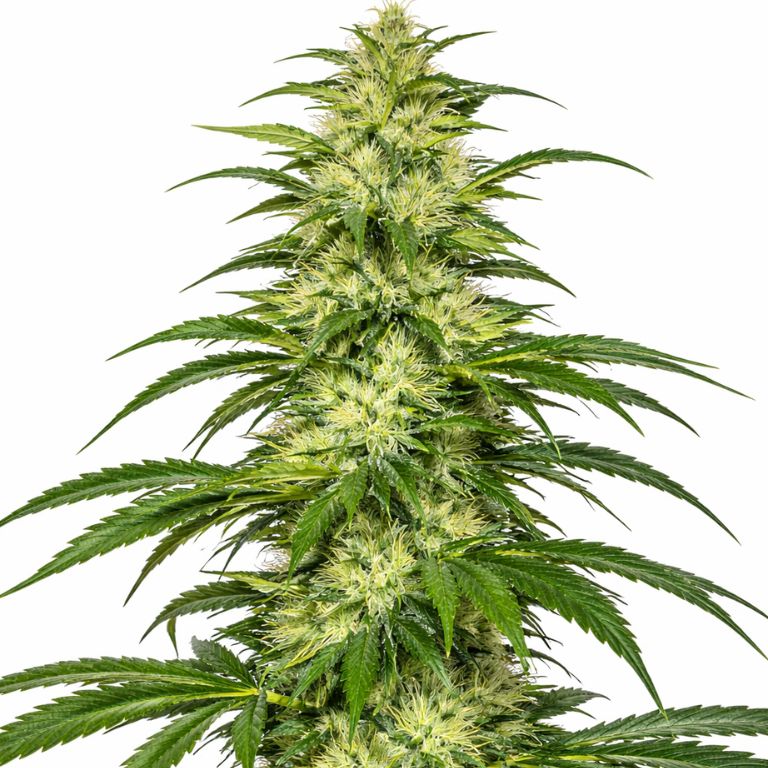 SAGE cannabis seeds packaging — Royal King Seeds Australia