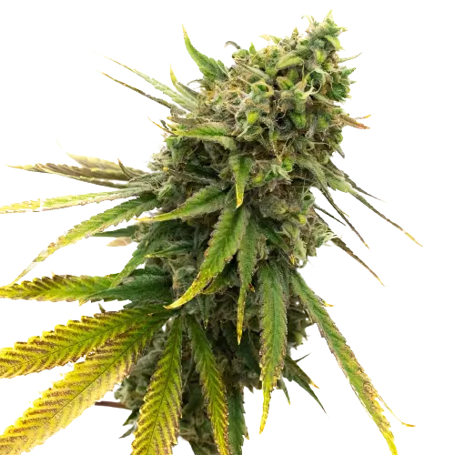 San Fernando Valley Kush Feminized