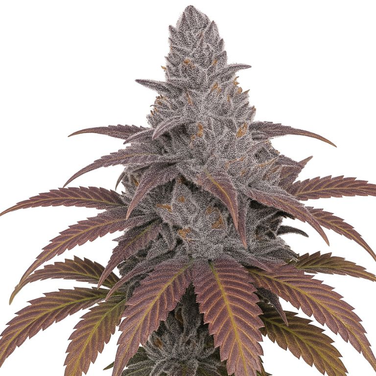 Sangria Feminized