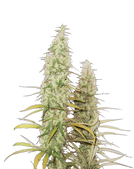 Santa Maria Feminized