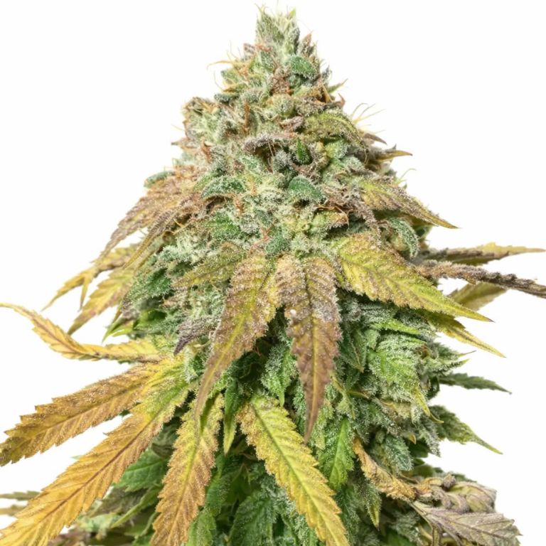 Sasquatch Feminized