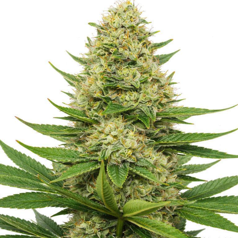 Scooby Snacks cannabis seeds packaging — Royal King Seeds Australia
