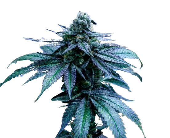 Seattle Blue cannabis seeds packaging — Royal King Seeds Australia